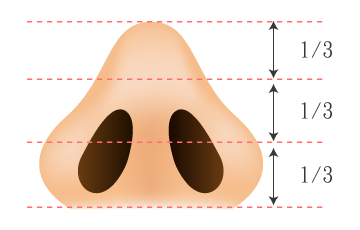 鼻頭結構比例