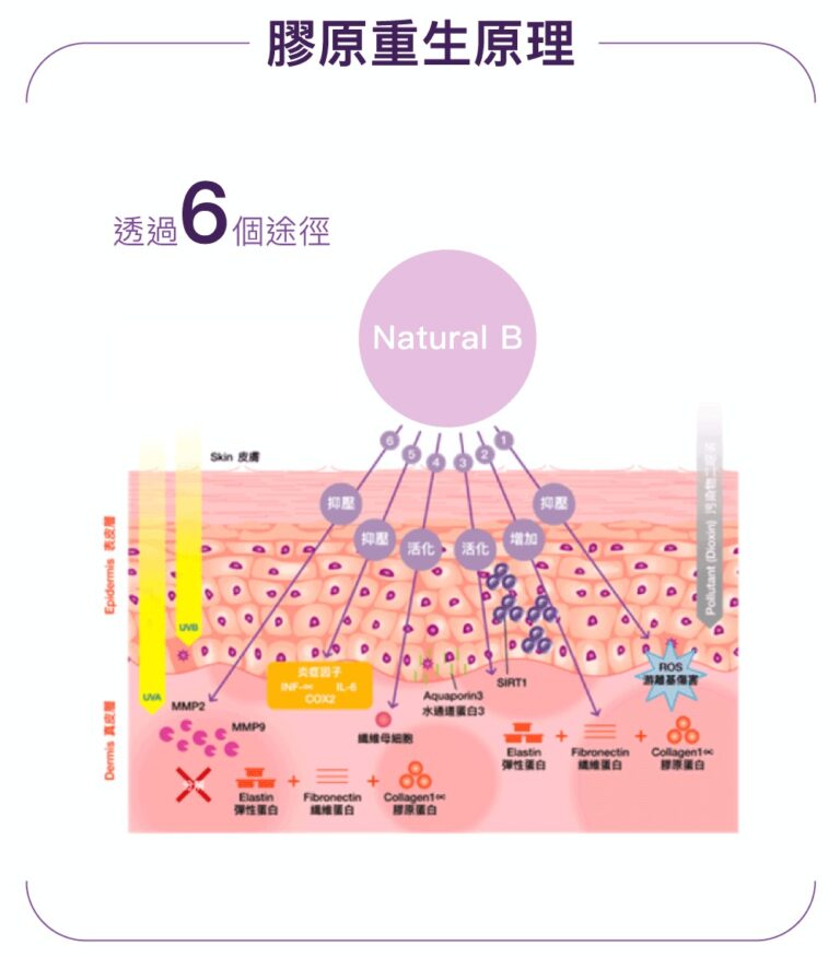 膠原重生原理